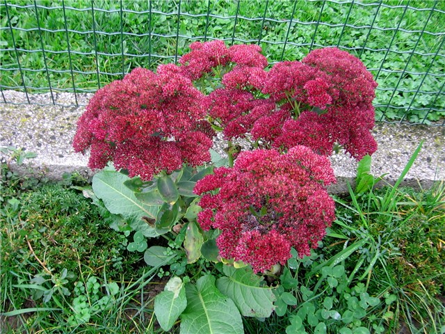 Sedum